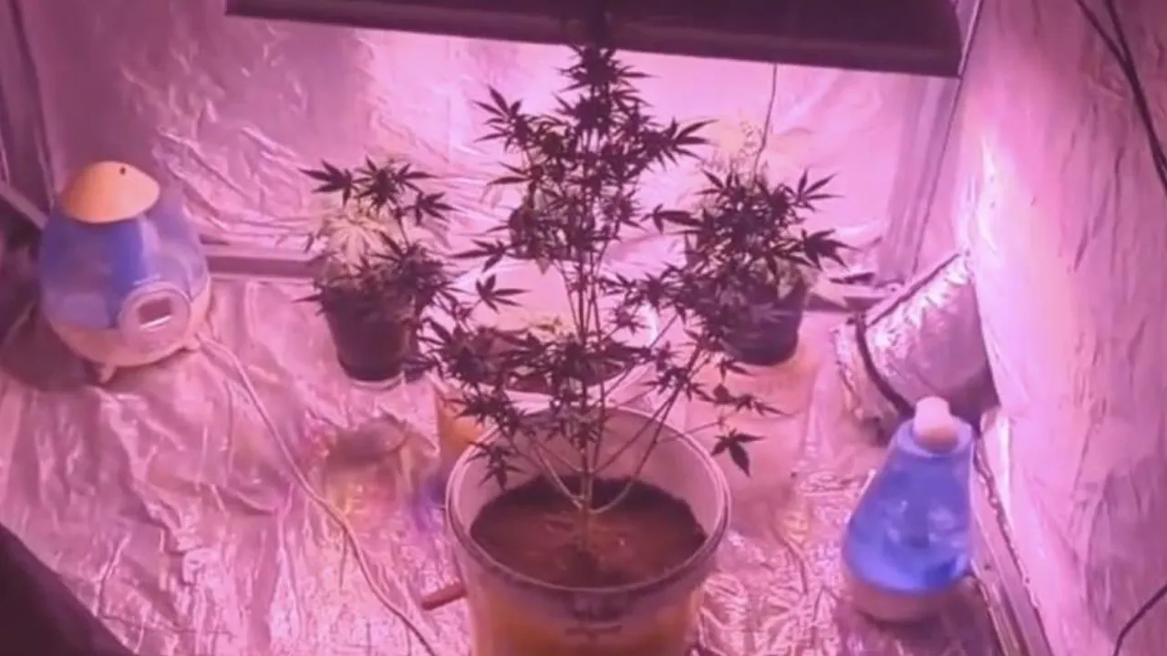 Apartman dairesinde uyuşturucu serası kurmuşlar!