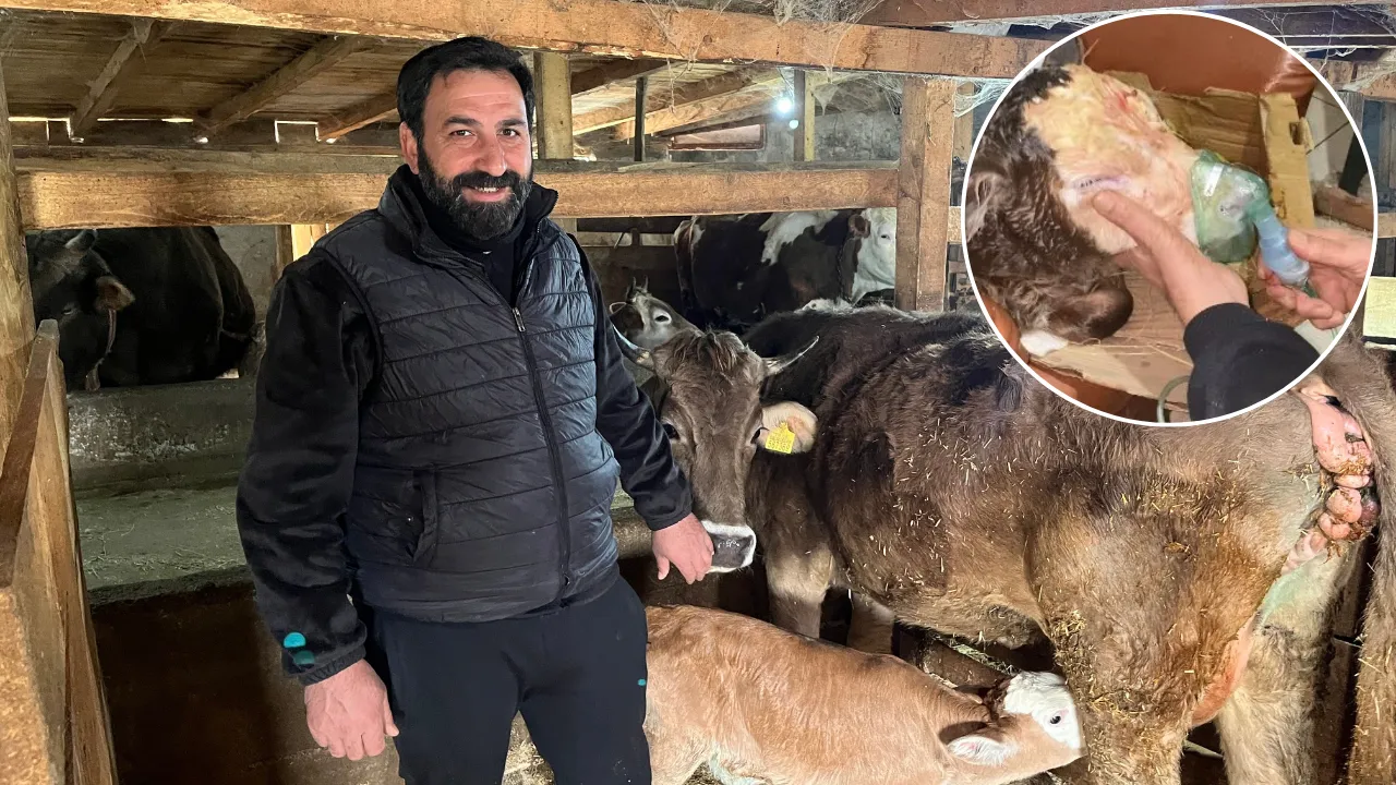 Artvinli besiciden “nefes” aldıran yöntem: Buzağılara buhar makinesiyle yaşam desteği