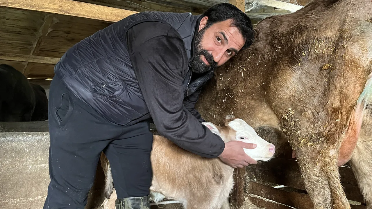 Artvinli besiciden “nefes” aldıran yöntem: Buzağılara buhar makinesiyle yaşam desteği