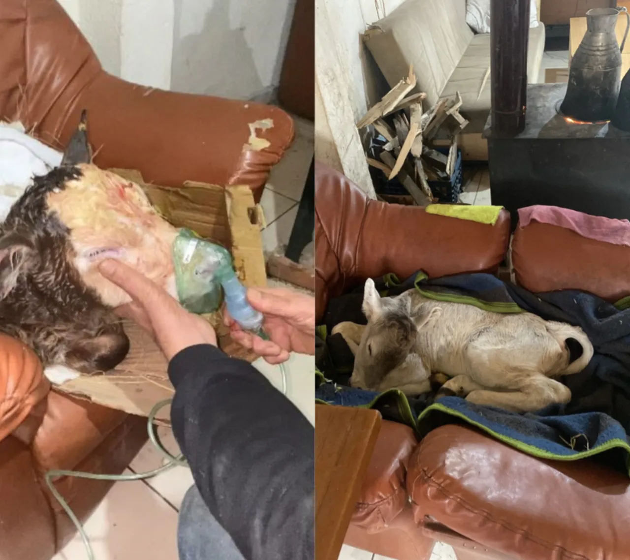 Artvinli besiciden “nefes” aldıran yöntem: Buzağılara buhar makinesiyle hayat desteği