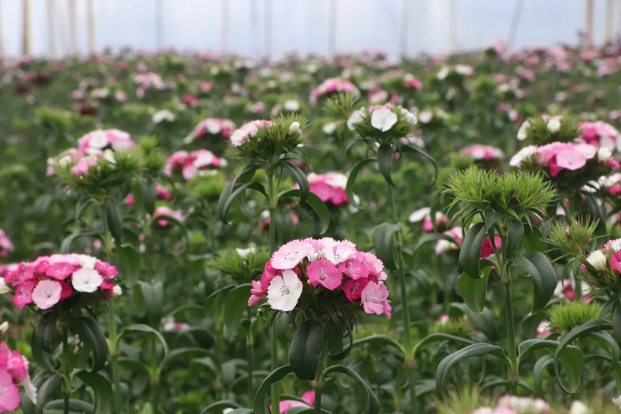 Dört nesil tek sevda: Çiçekçilik geleneği torunlarla sürdürülüyor