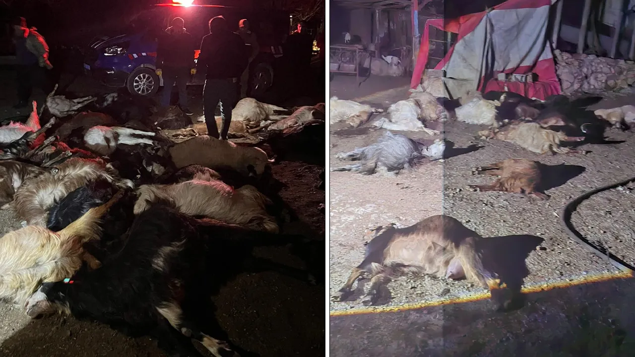 Suyu içen hayvan telef oldu! İddialar vahim, zarar 1 milyon