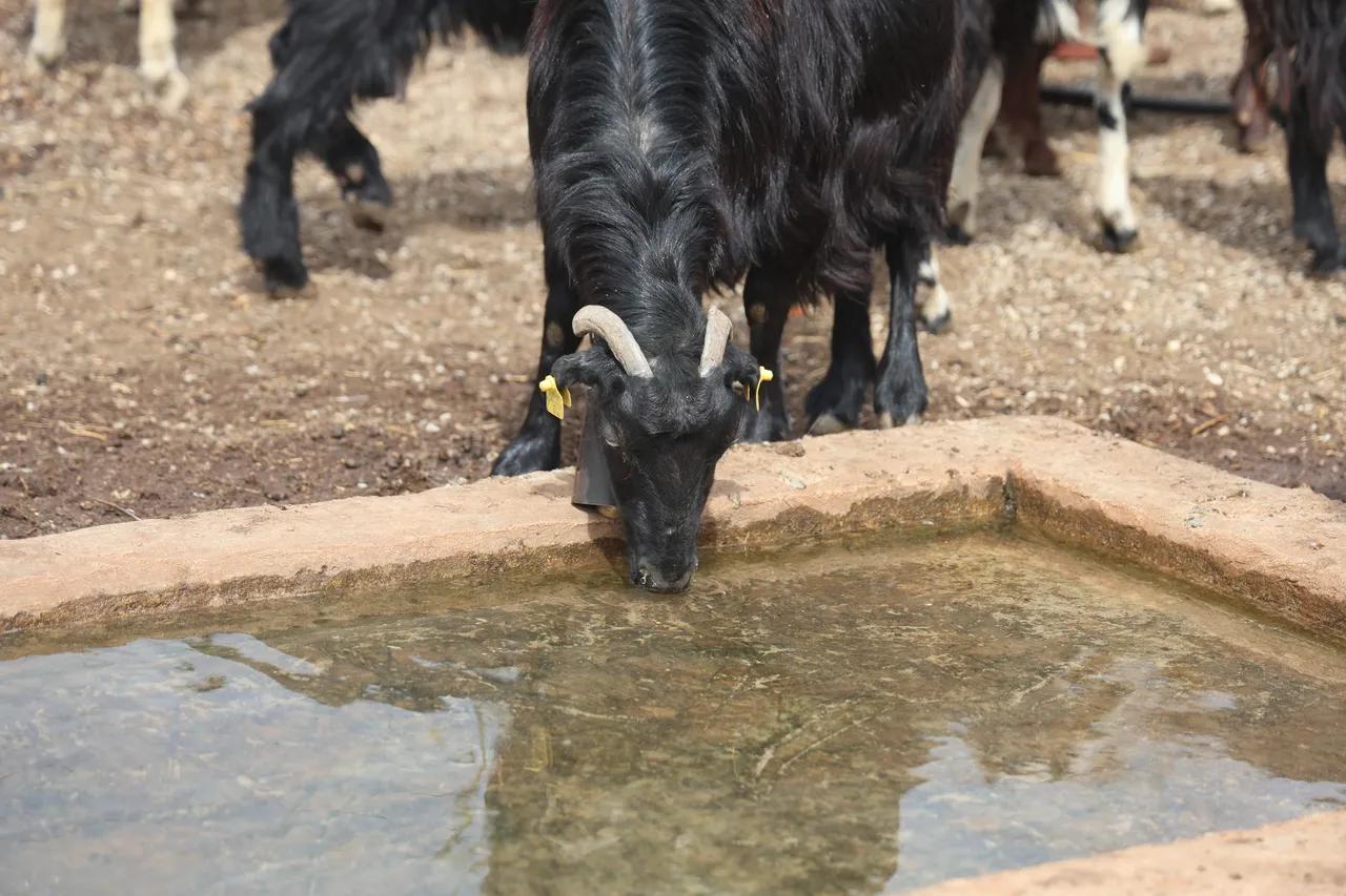 Suyu içen hayvan telef oldu! İddialar vahim, zarar 1 milyon