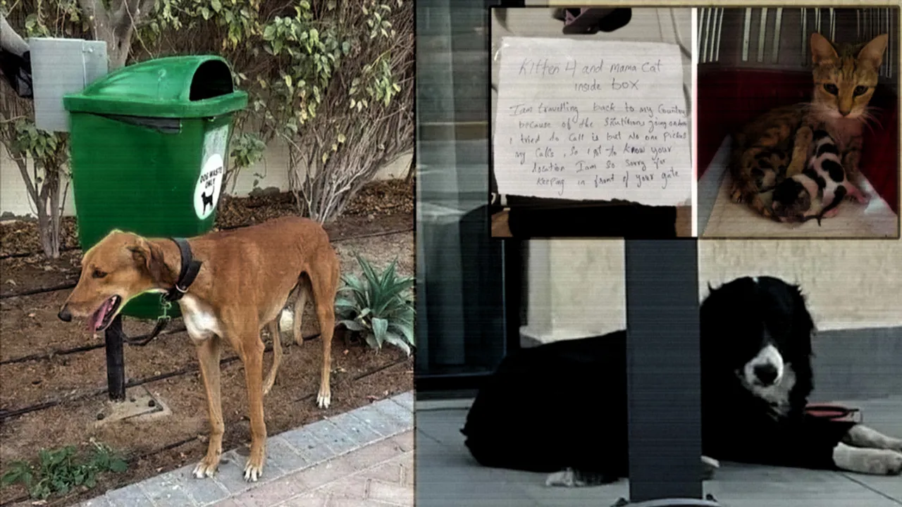 Dubai’de savaş tahliyesi: Influencerlar evcil hayvanlarını direklere bağlayıp şehri terk etti