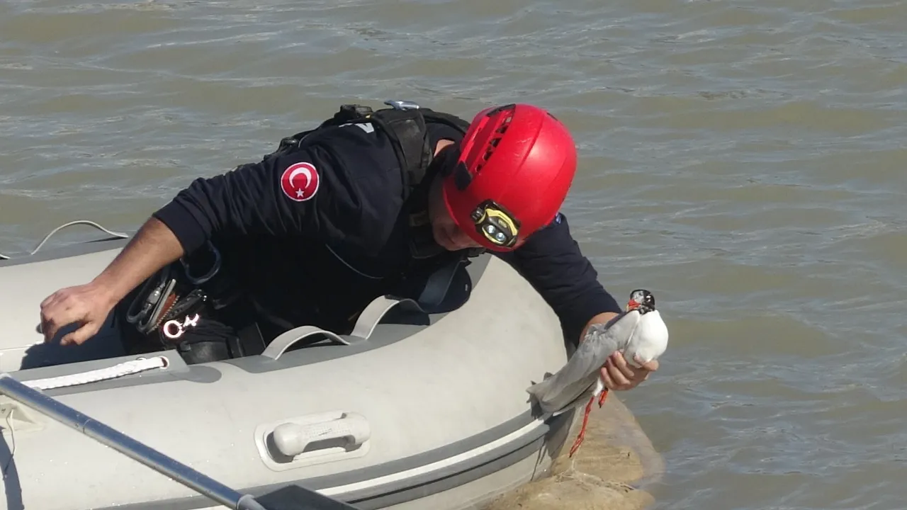Film gibi operasyon! Boğaçayı'nın ortasında mahsur kalan martı için seferber oldular