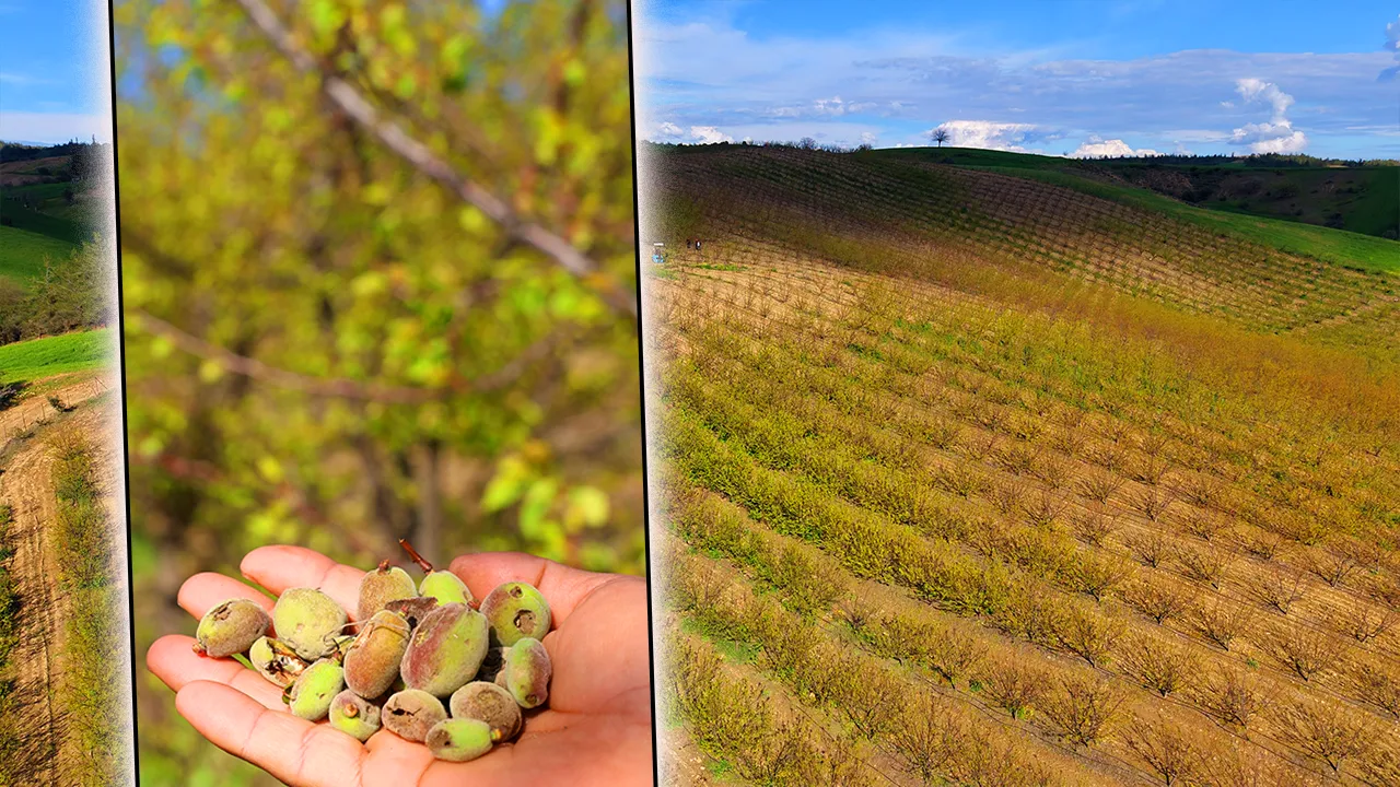Bir haftada ikinci! Meteoroloji uyarmıştı, Adana’da kayısı bahçelerini dolu vurdu 