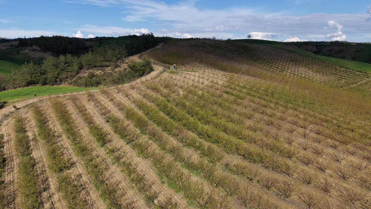 Bir haftada ikinci! Meteoroloji uyarmıştı, Adana’da kayısı bahçelerini dolu vurdu