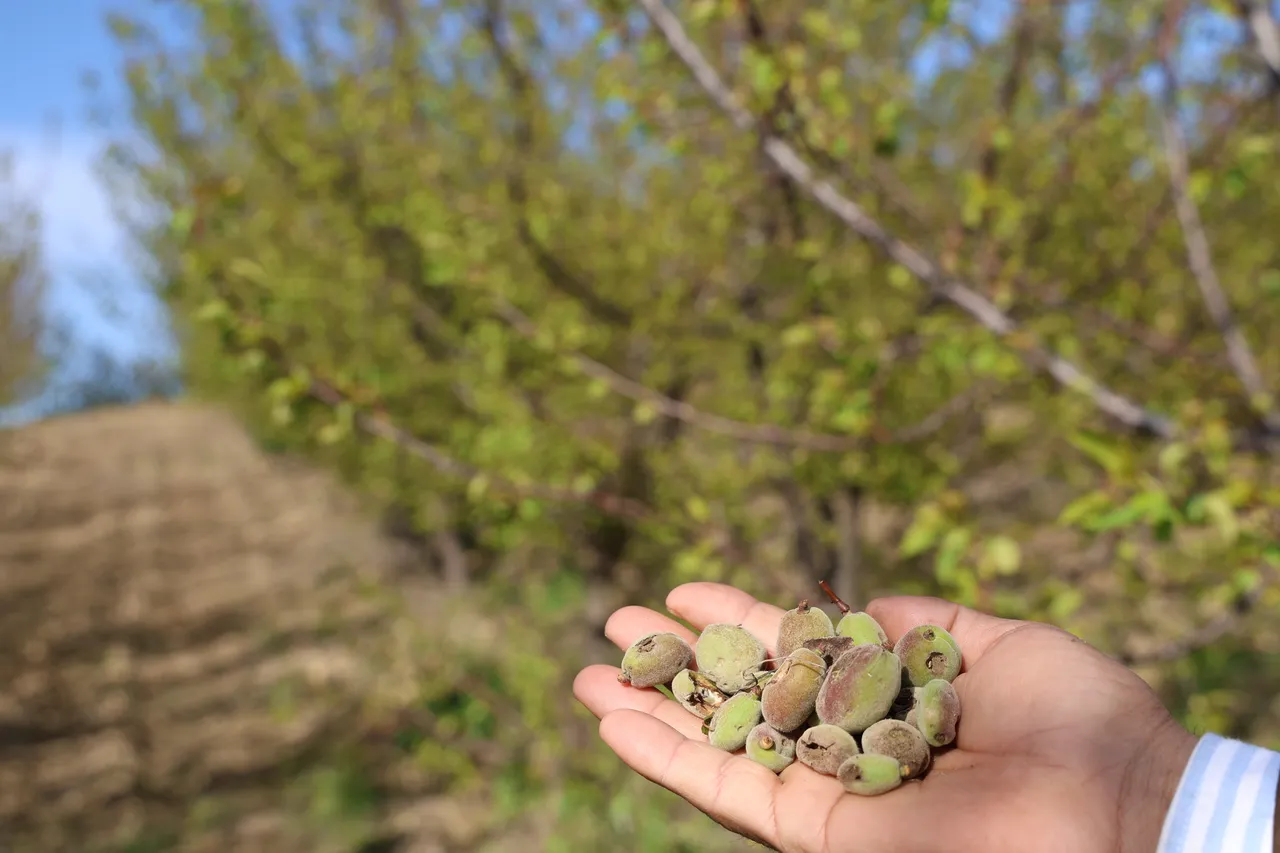 Bir haftada ikinci! Meteoroloji uyarmıştı, Adana’da kayısı bahçelerini dolu vurdu