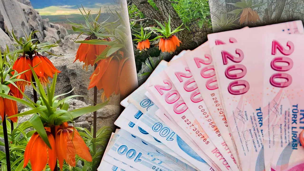 Koparana 700 bin lira ceza! Bu çiçek yılda sadece 20 gün yaşayabiliyor