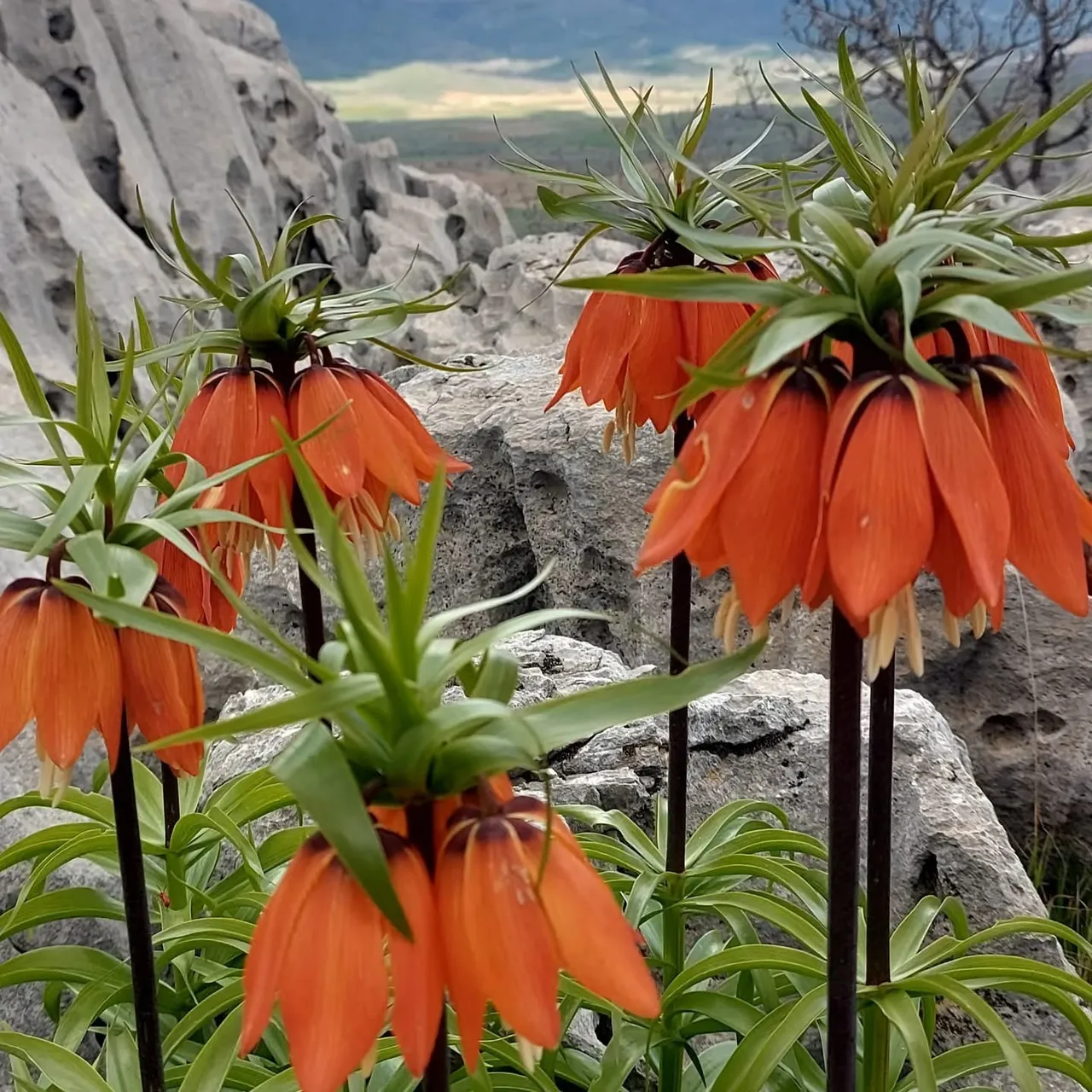 Koparana 700 bin lira ceza! Bu çiçek yılda sadece 20 gün yaşayabiliyor
