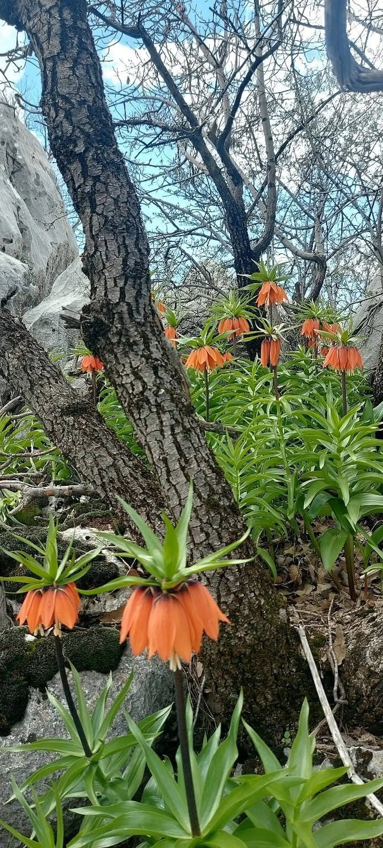 Koparana 700 bin lira ceza! Bu çiçek yılda sadece 20 gün yaşayabiliyor