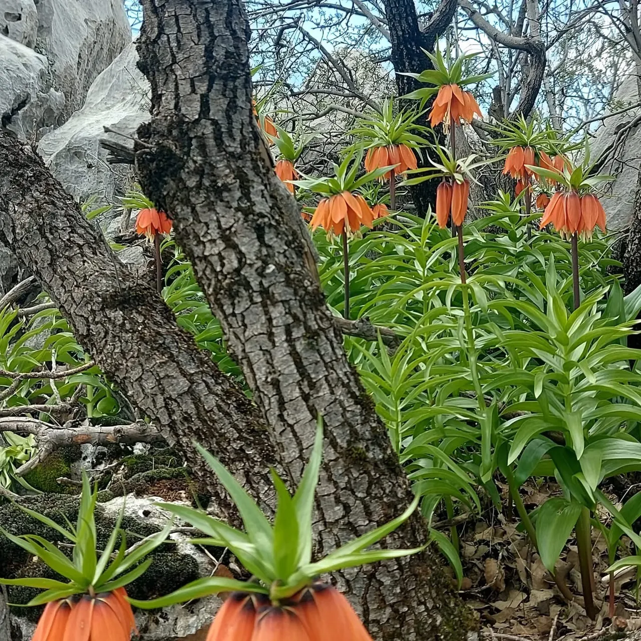 Koparana 700 bin lira ceza! Bu çiçek yılda sadece 20 gün yaşayabiliyor