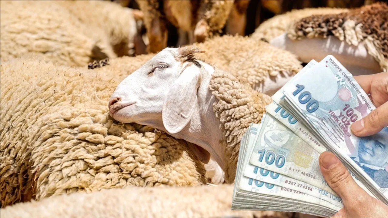 Küçükbaş 100 hayvan verilecek! Kırsalda destek projesinde başvurular başladı 