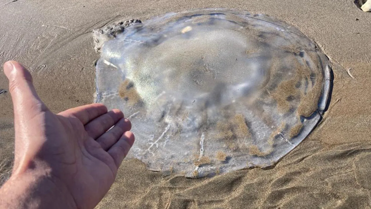 Sahile vuran denizanalarıyla ilgili uyarı: Ölü olsa bile dokunmayın