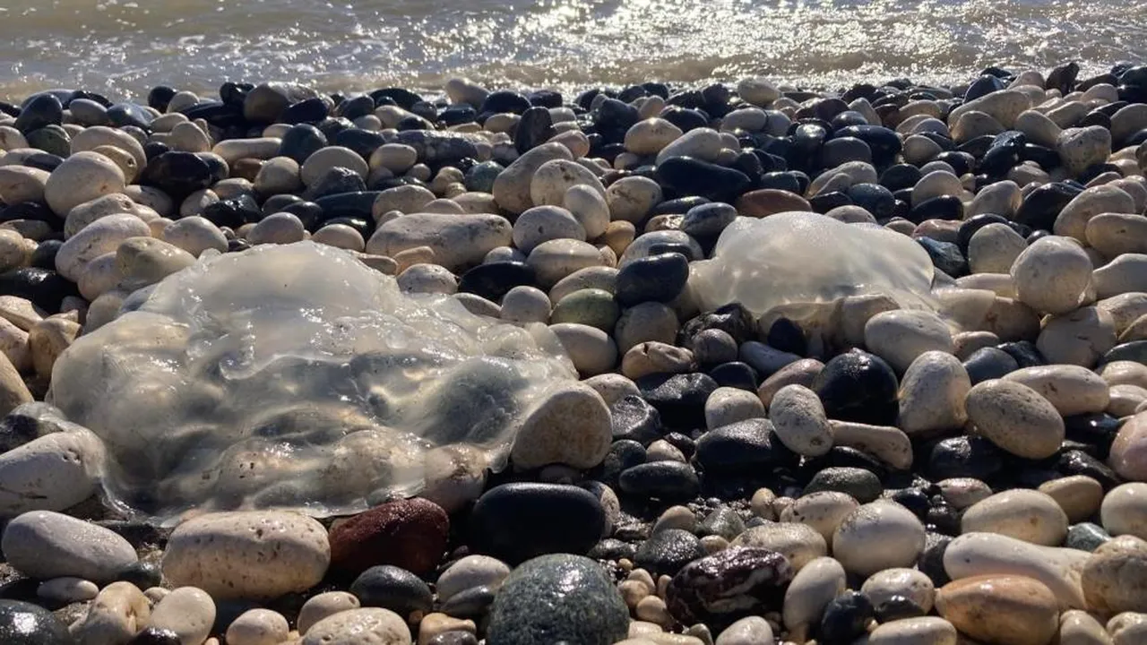 Sahile vuran denizanalarıyla ilgili uyarı: Ölü olsa bile dokunmayın