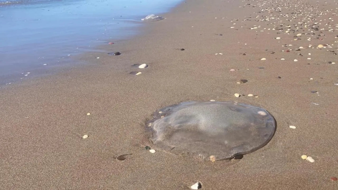 Sahile vuran denizanalarıyla ilgili uyarı: Ölü olsa bile dokunmayın