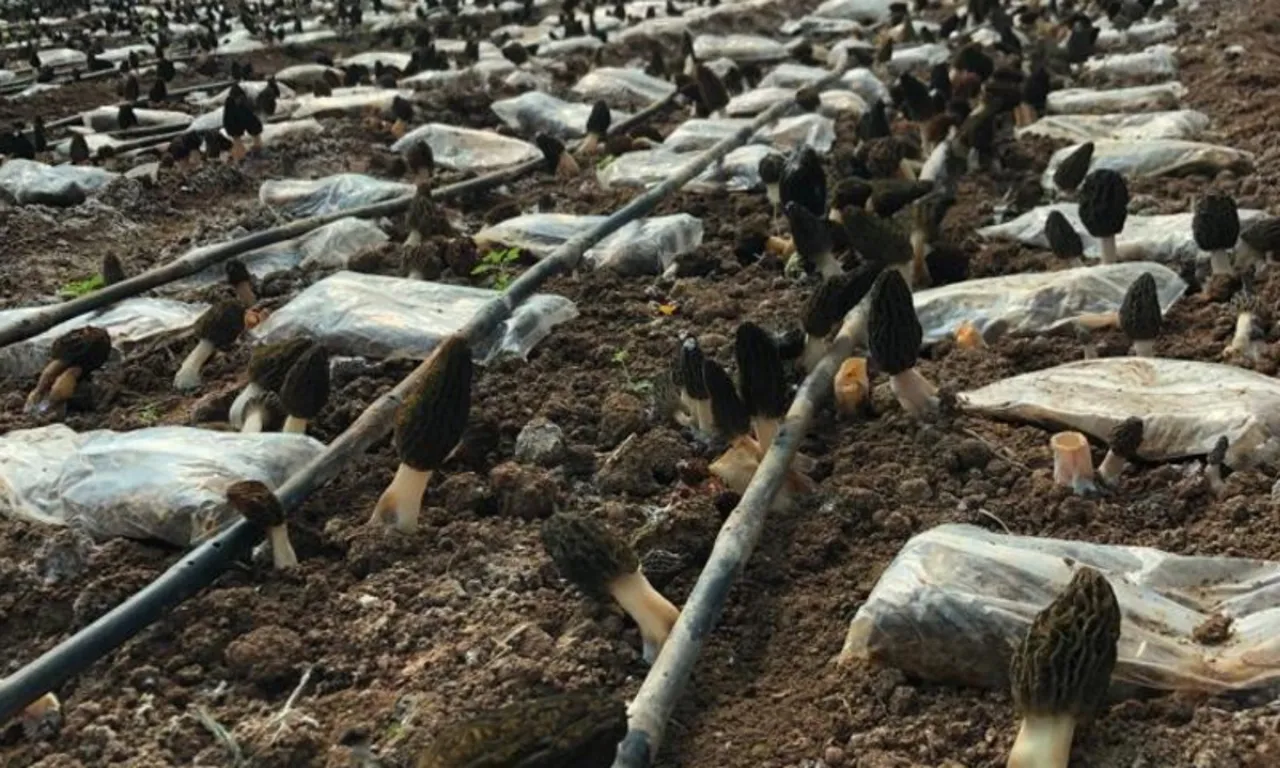 Türkiye’de bir ilk: Kendi imkanlarıyla kurdu, paraya para demeyecek… Kilosu 9 bin TL