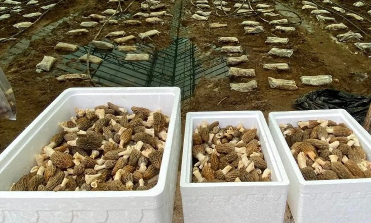 Türkiye’de bir ilk: Kendi imkanlarıyla kurdu, paraya para demeyecek… Kilosu 9 bin TL