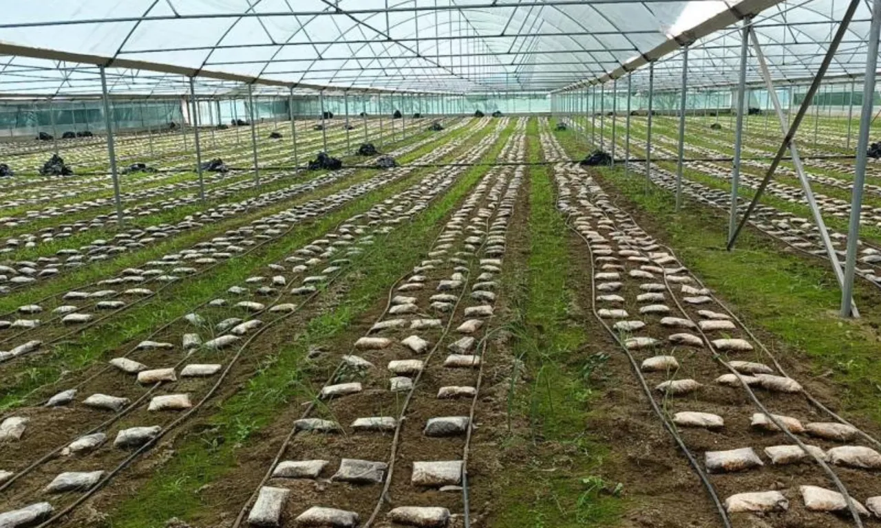 Türkiye’de bir ilk: Kendi imkanlarıyla kurdu, paraya para demeyecek… Kilosu 9 bin TL