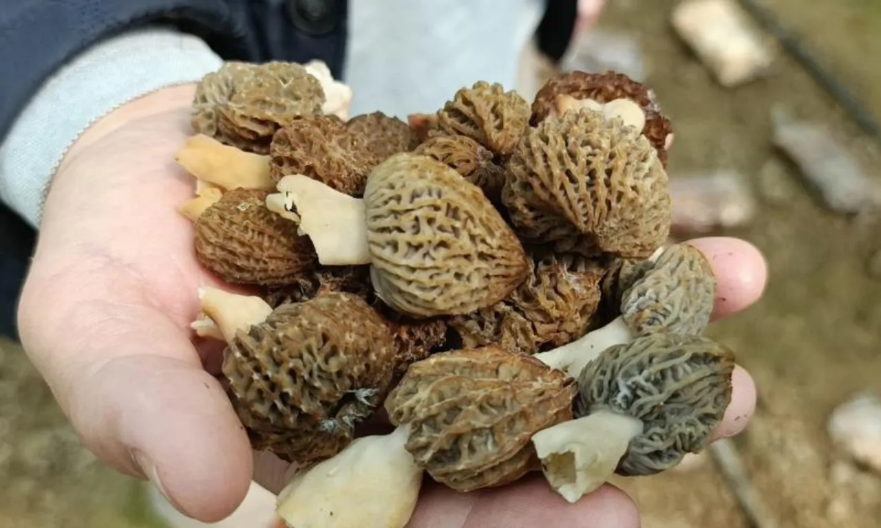 Türkiye’de bir ilk: Kendi imkanlarıyla kurdu, paraya para demeyecek… Kilosu 9 bin TL