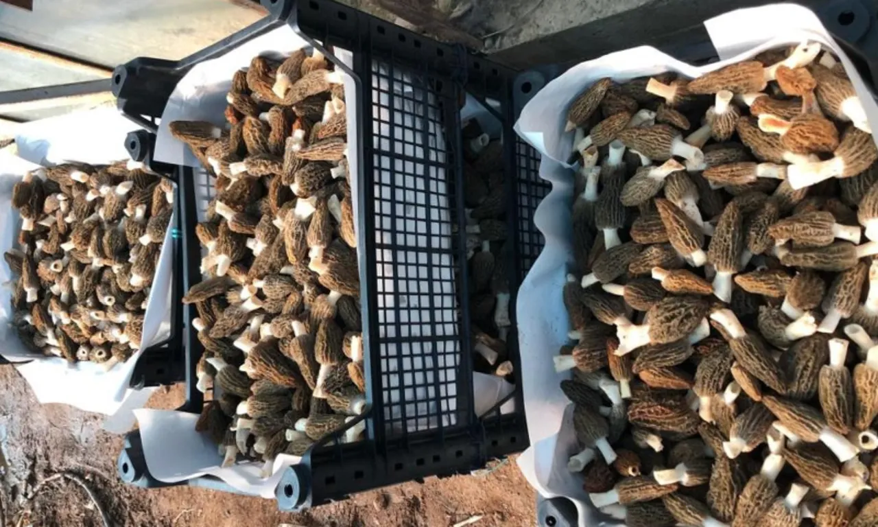 Türkiye’de bir ilk: Kendi imkanlarıyla kurdu, paraya para demeyecek… Kilosu 9 bin TL