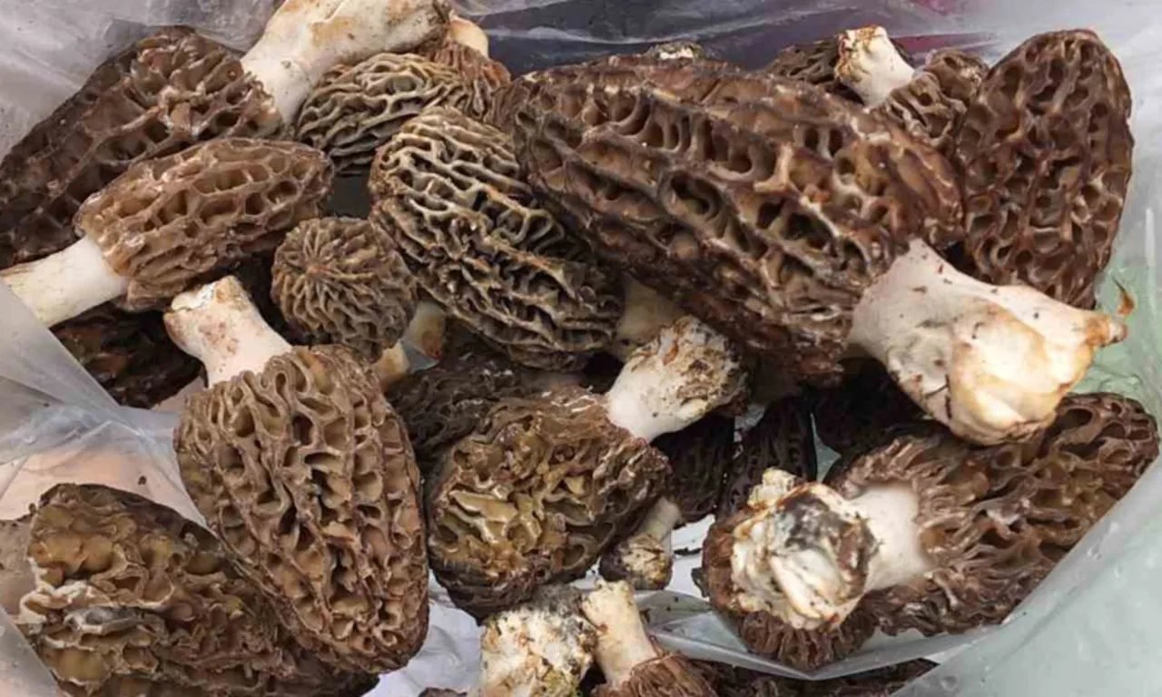 Türkiye’de bir ilk: Kendi imkanlarıyla kurdu, paraya para demeyecek… Kilosu 9 bin TL