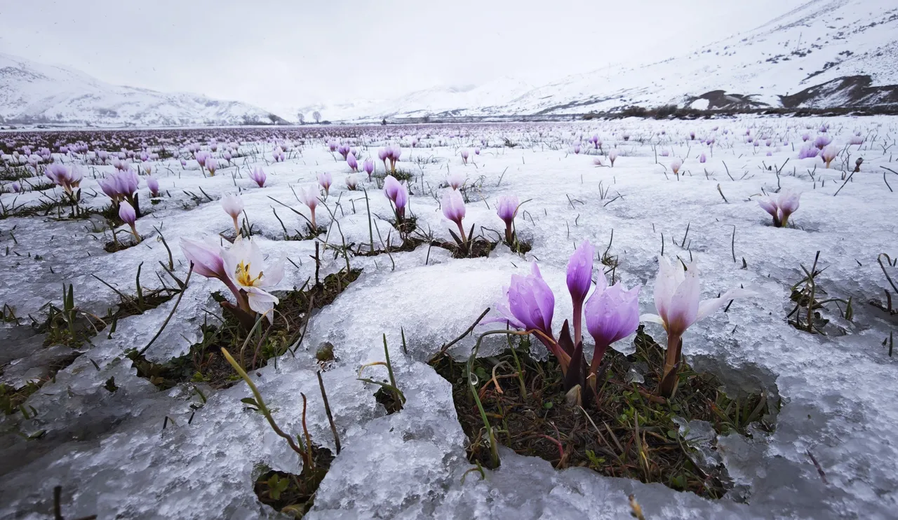 Vadide renkli şölen: Karla buluşan çiğdemleri görenler hayran kaldı