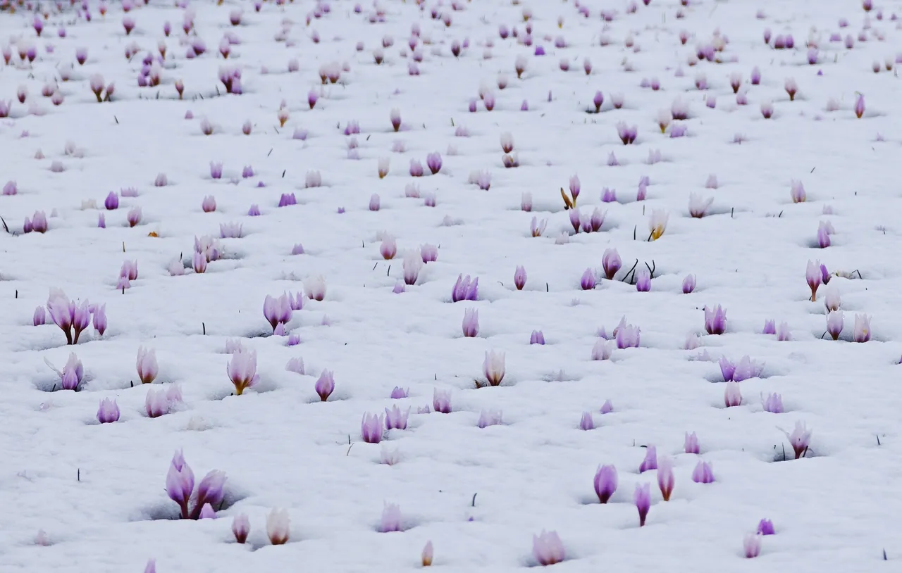 Vadide renkli şölen: Karla buluşan çiğdemleri görenler hayran kaldı