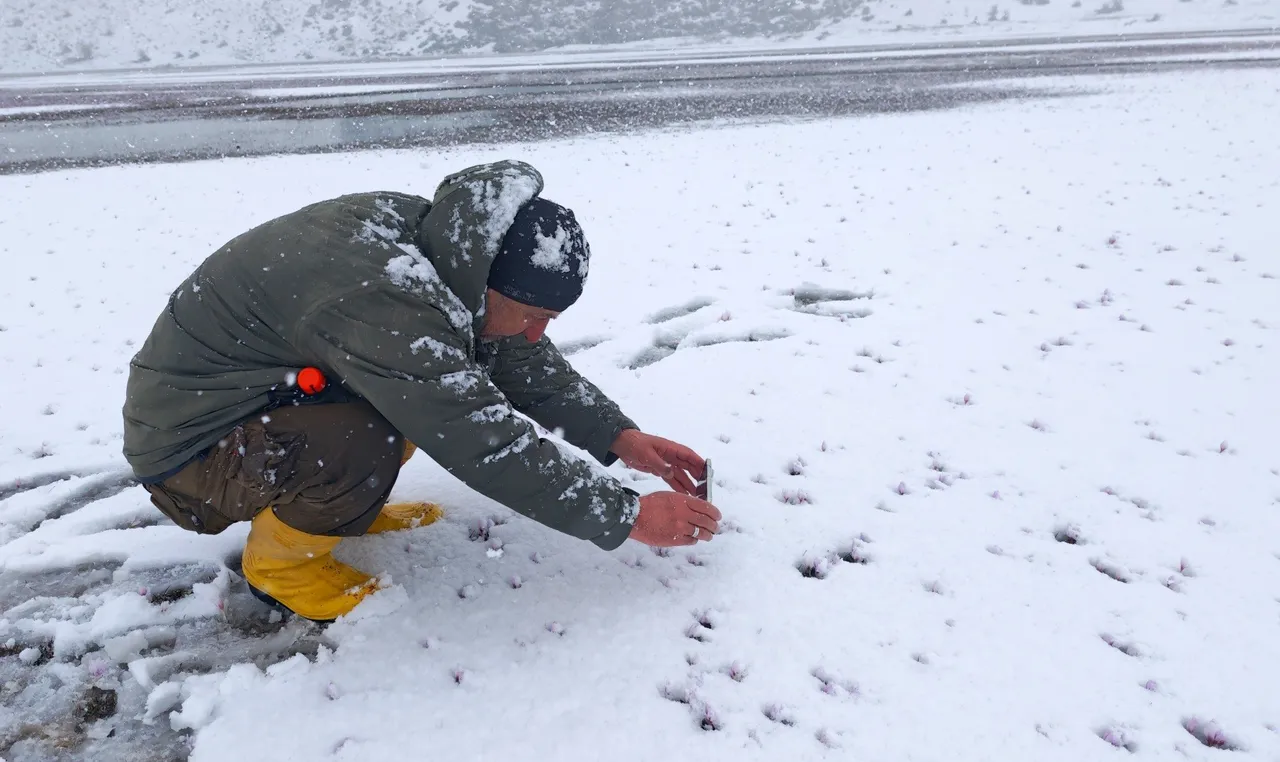 Vadide renkli şölen: Karla buluşan çiğdemleri görenler hayran kaldı