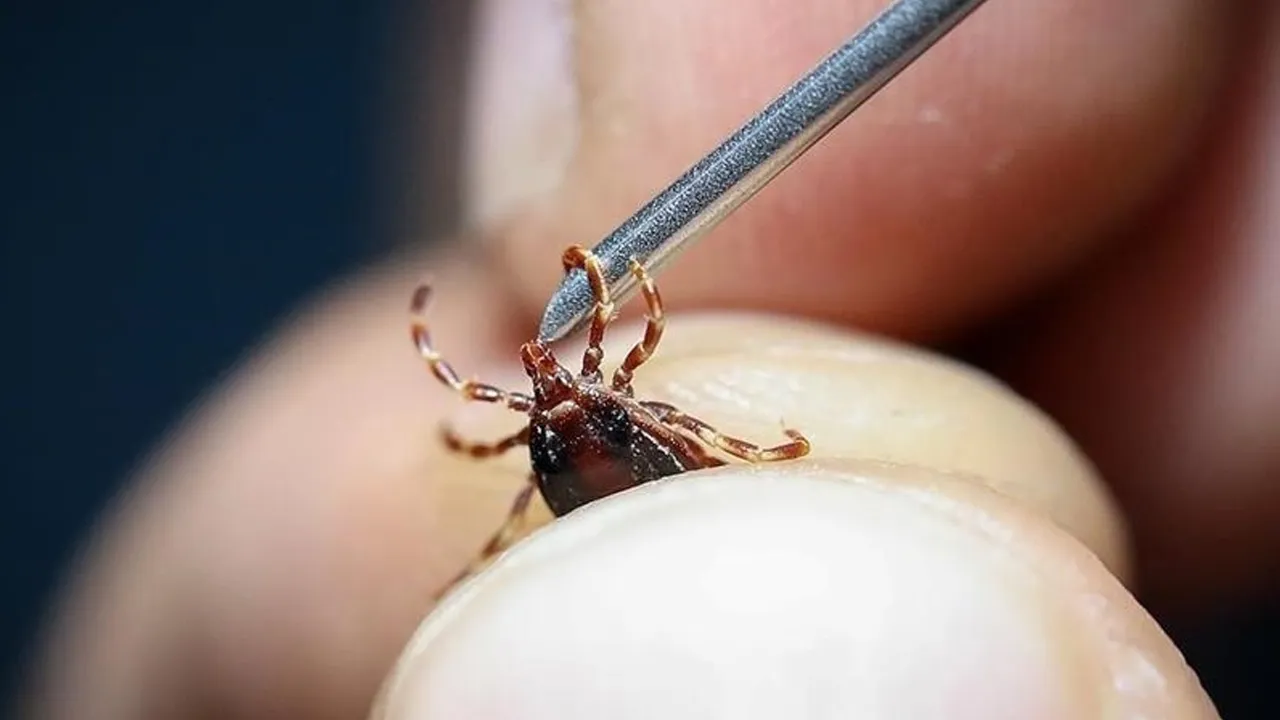 Kene alarmı: Risk artıyor, yaz öncesi hayati tedbir çağrısı