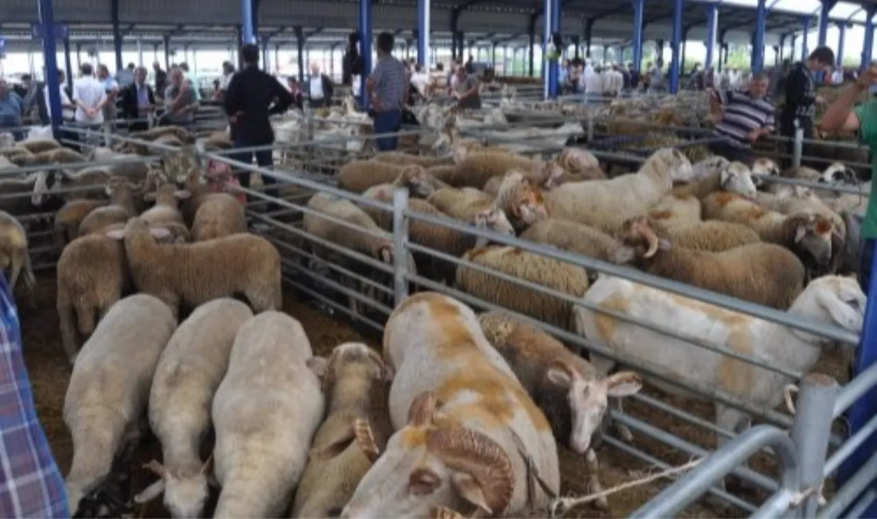 Kurban Bayramı öncesi dikkat çeken karar! O ilde hayvan pazarları kapatıldı