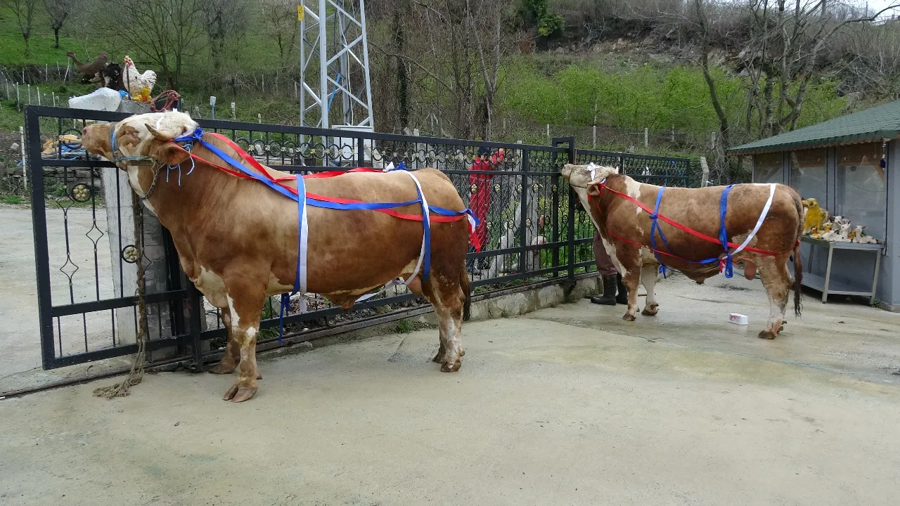 1 tonluk kurbanlıklar araba fiyatına satışta! Alana ailece Umre hediye