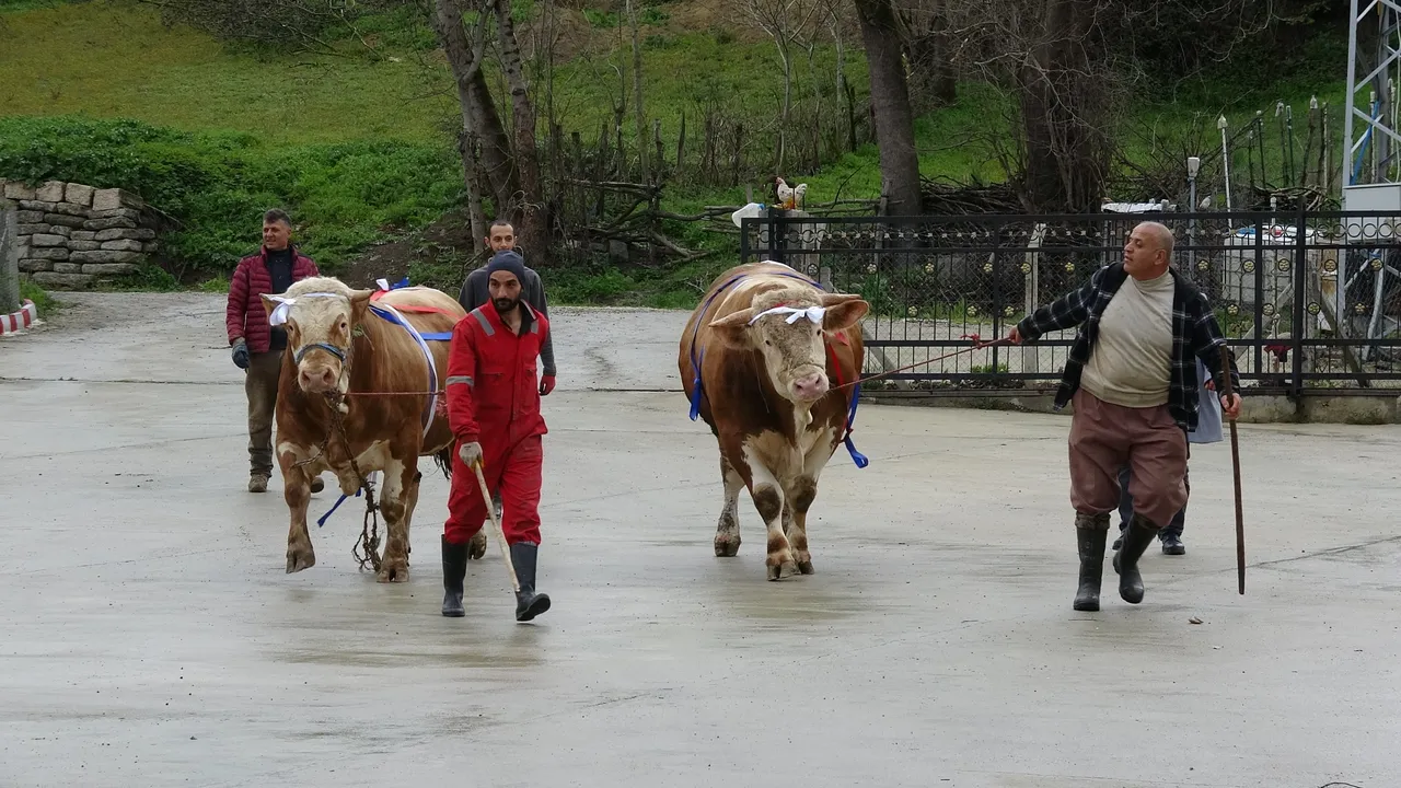 1 tonluk kurbanlıklar araba fiyatına satışta! Alana ailece Umre hediye