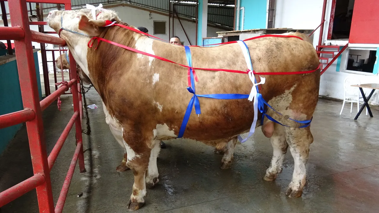 1 tonluk kurbanlıklar araba fiyatına satışta! Alana ailece Umre hediye