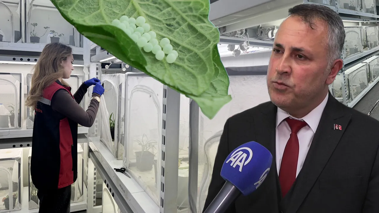 300 bitkinin canına okuyor! Mücadele için 1 milyon 650 bin samuray arısı salınacak