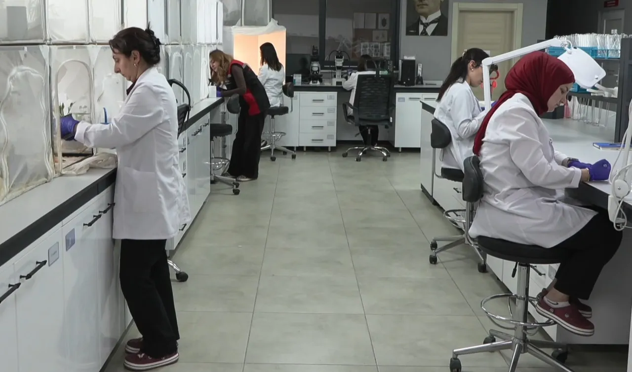 300 bitkinin canına okuyor! Mücadele için 1 milyon 650 bin samuray arısı salınacak