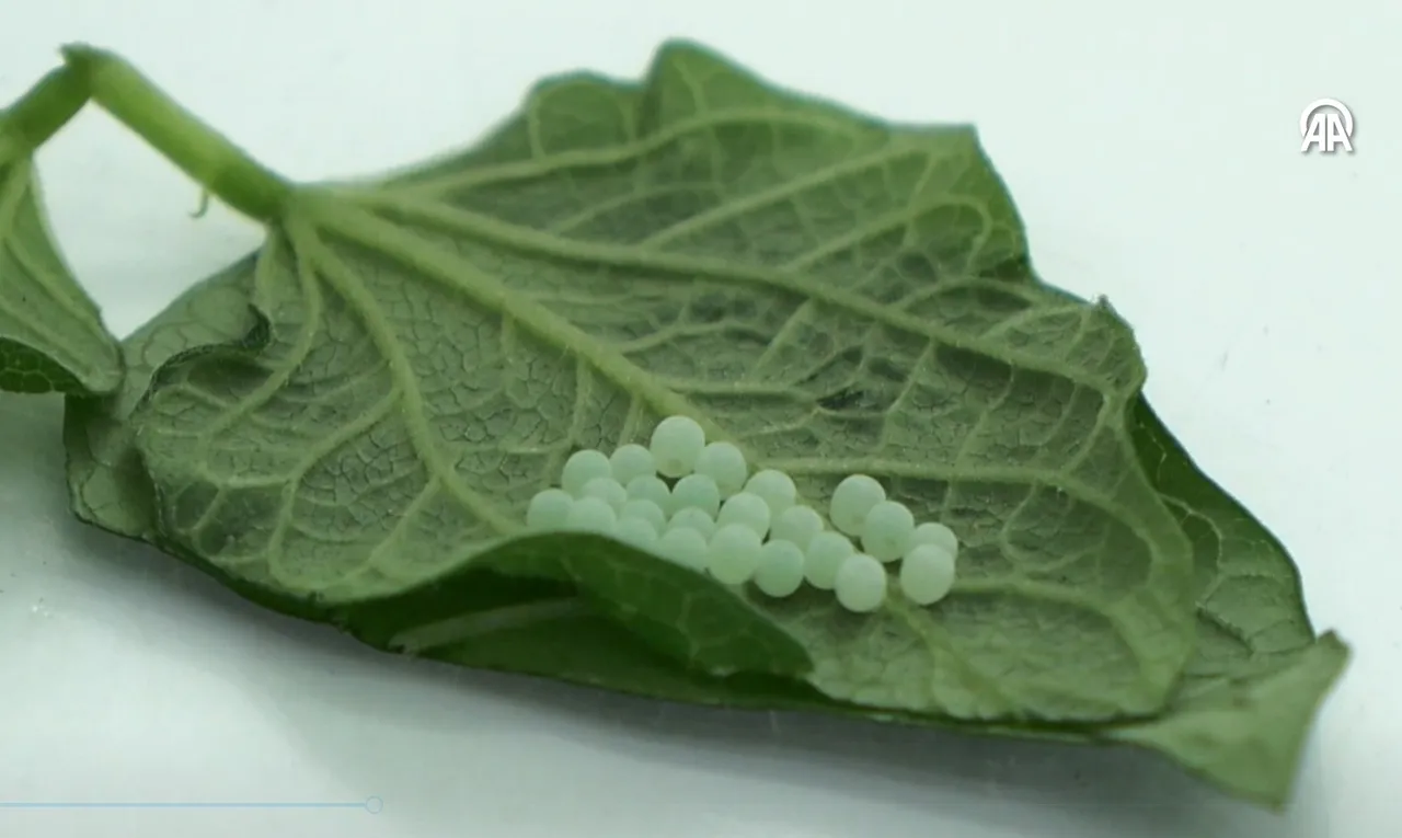 300 bitkinin canına okuyor! Mücadele için 1 milyon 650 bin samuray arısı salınacak