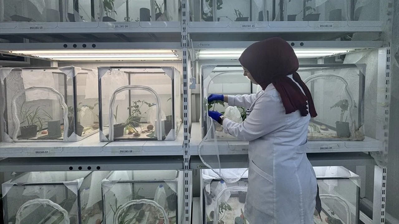 300 bitkinin canına okuyor! Mücadele için 1 milyon 650 bin samuray arısı salınacak