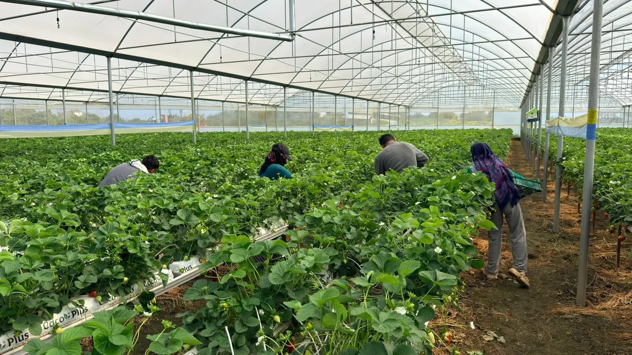 Almanya'da öğrendi, Antalya'da üretmeye başladı! 10 dönüm araziden 15 milyon lira kazanacak