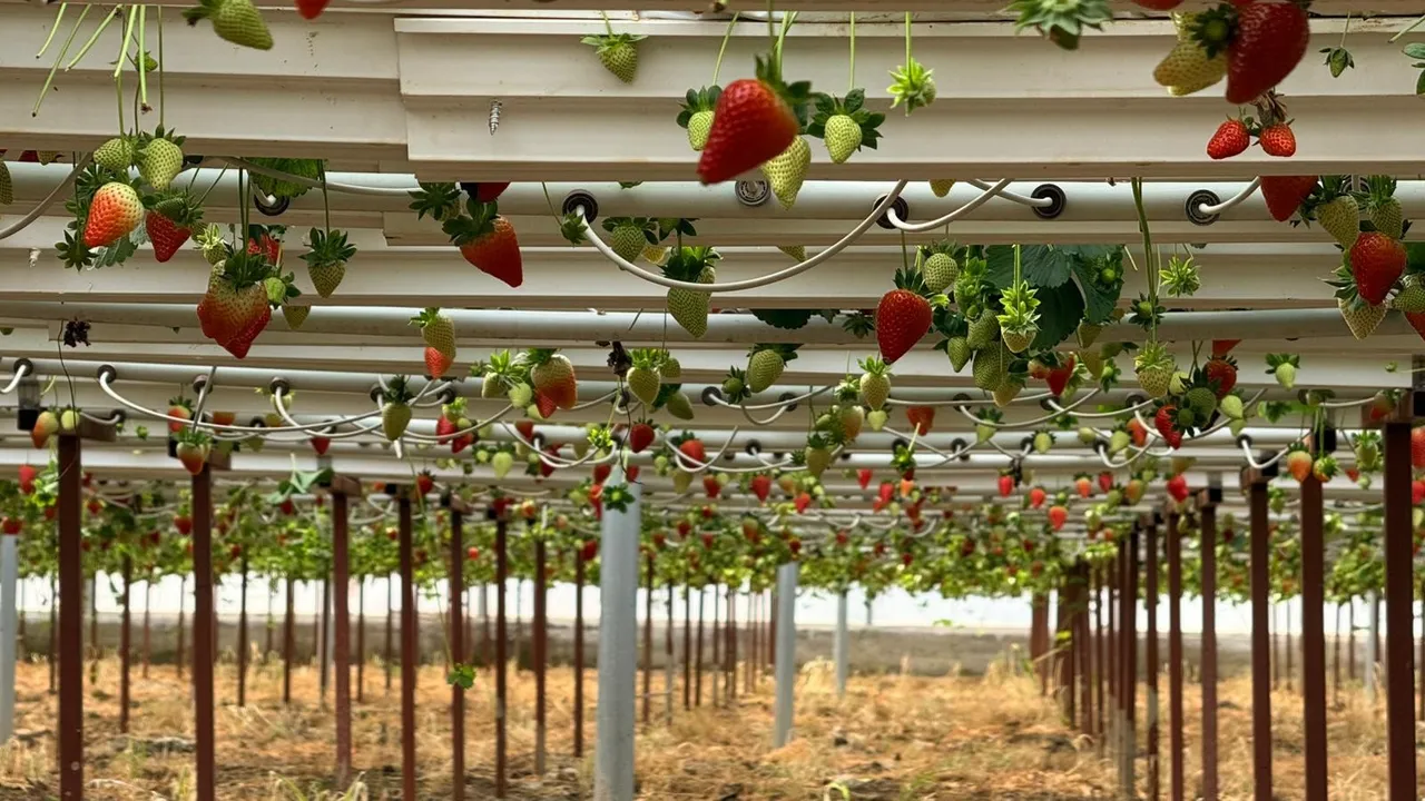 Almanya'da öğrendi, Antalya'da üretmeye başladı! 10 dönüm araziden 15 milyon lira kazanacak