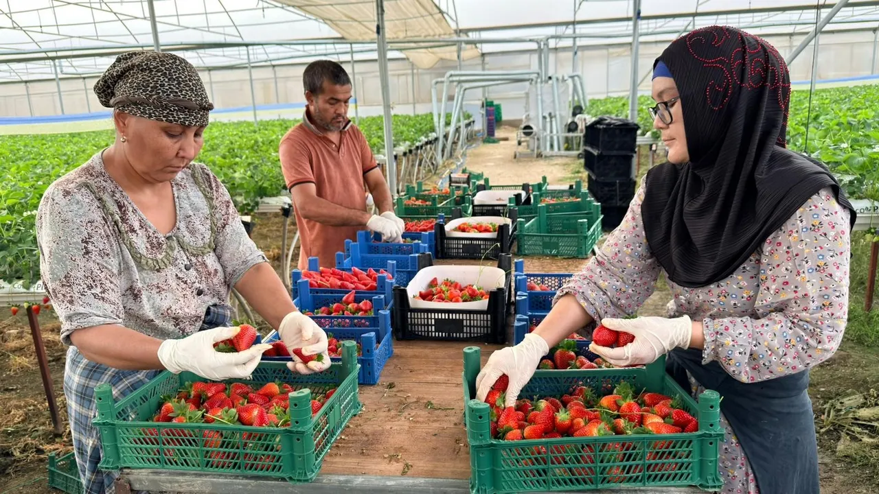 Almanya'da öğrendi, Antalya'da üretmeye başladı! 10 dönüm araziden 15 milyon lira kazanacak