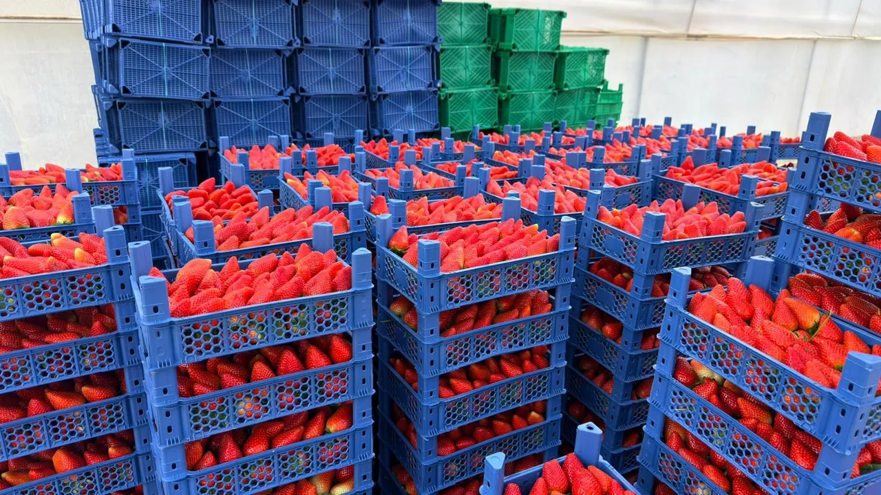 Almanya'da öğrendi, Antalya'da üretmeye başladı! 10 dönüm araziden 15 milyon lira kazanacak