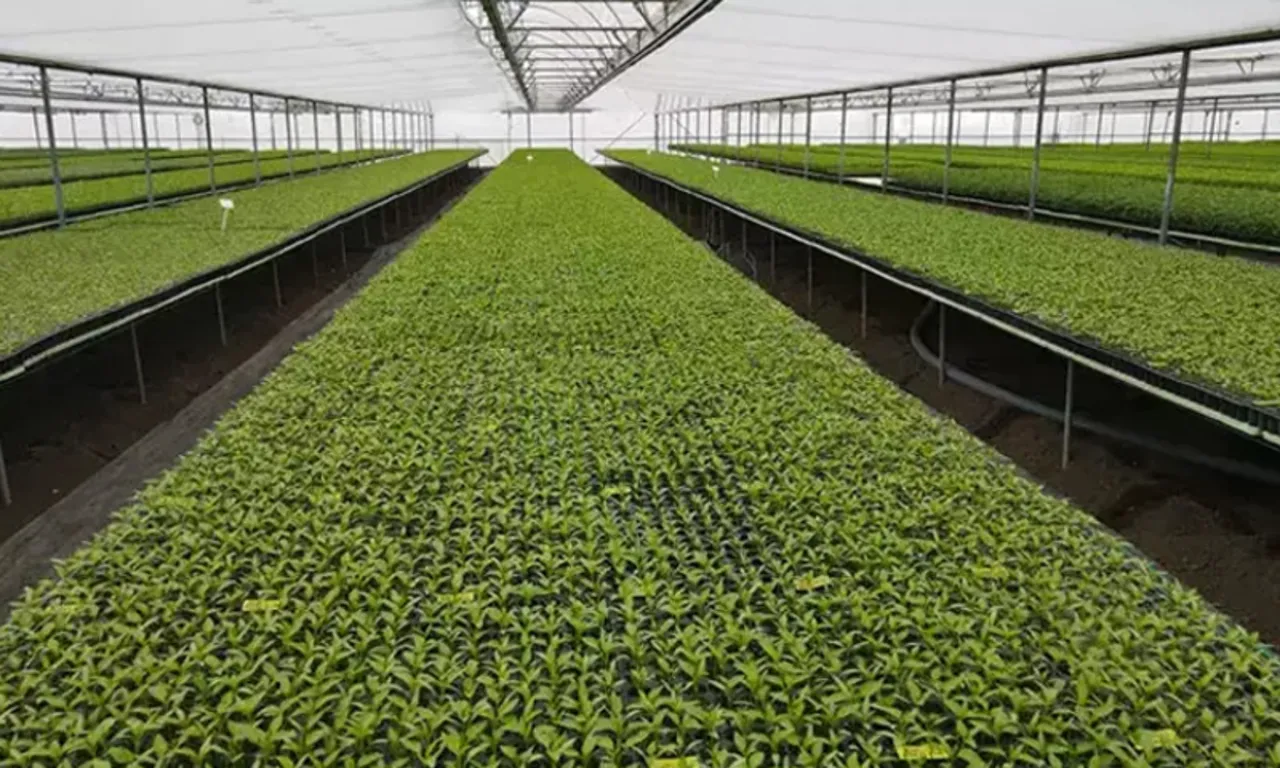 Arkadaş tavsiyesiyle başladı, tüm bölgenin tedarikçisi oldu! Tam 4 milyon üretiyor