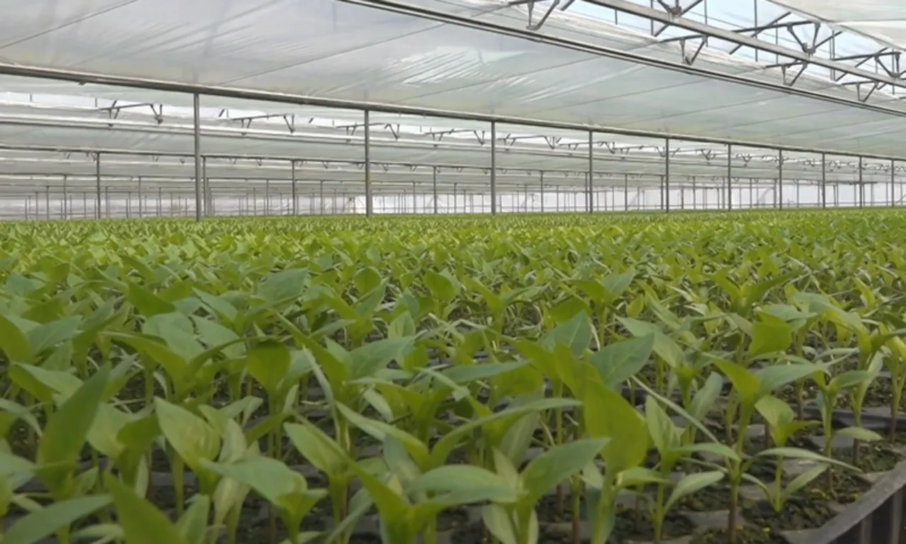 Arkadaş tavsiyesiyle başladı, tüm bölgenin tedarikçisi oldu! Tam 4 milyon üretiyor