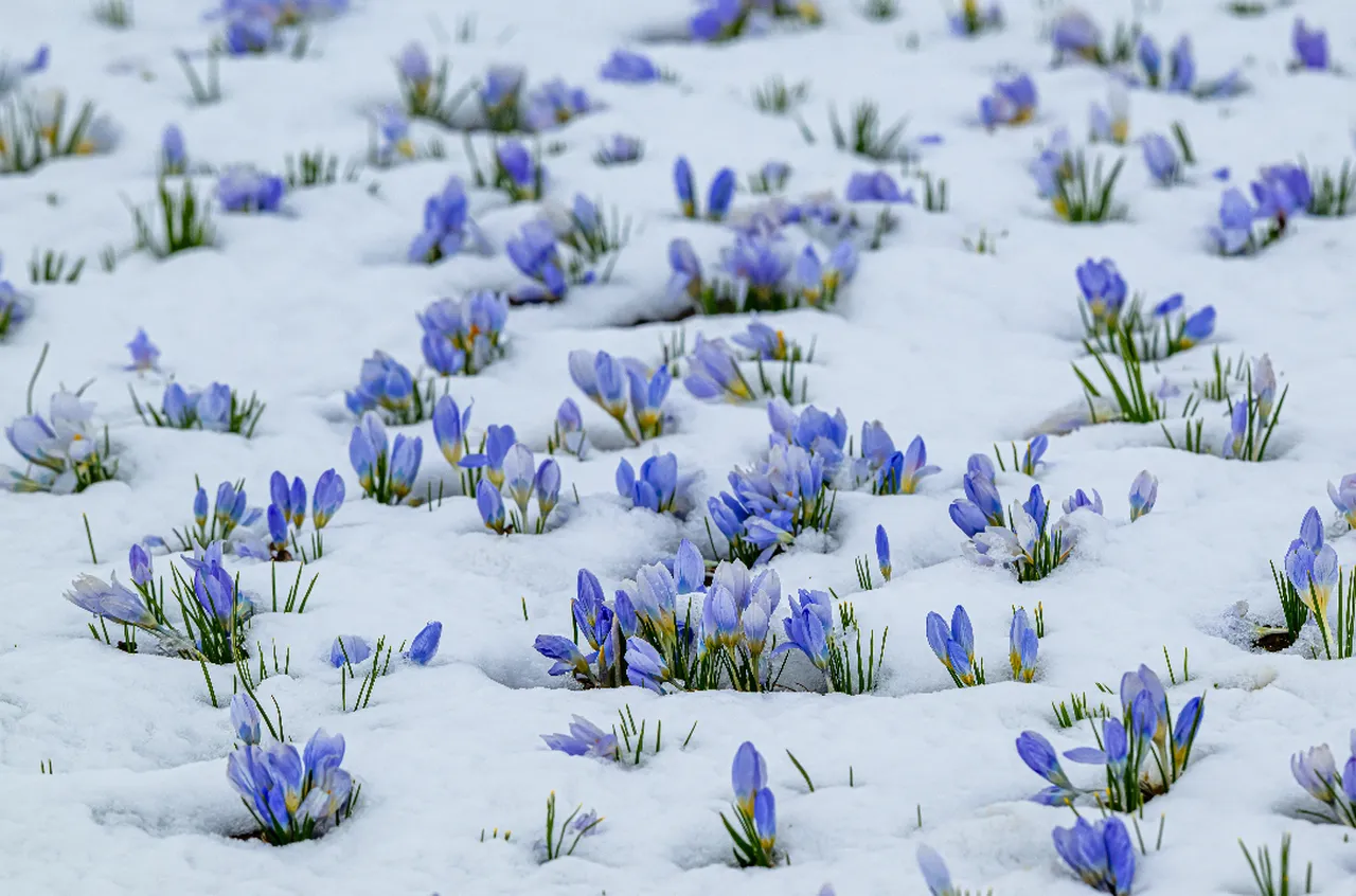 Kars'ta baharın müjdecisi kar çiçekleri beyaz örtünün altında kaldı