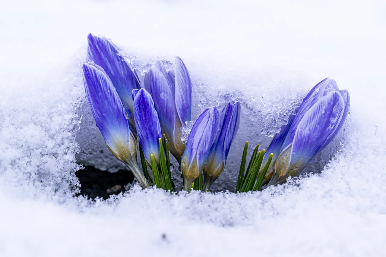 Baharın müjdecisi kar çiçekleri beyaz örtünün altında kaldı