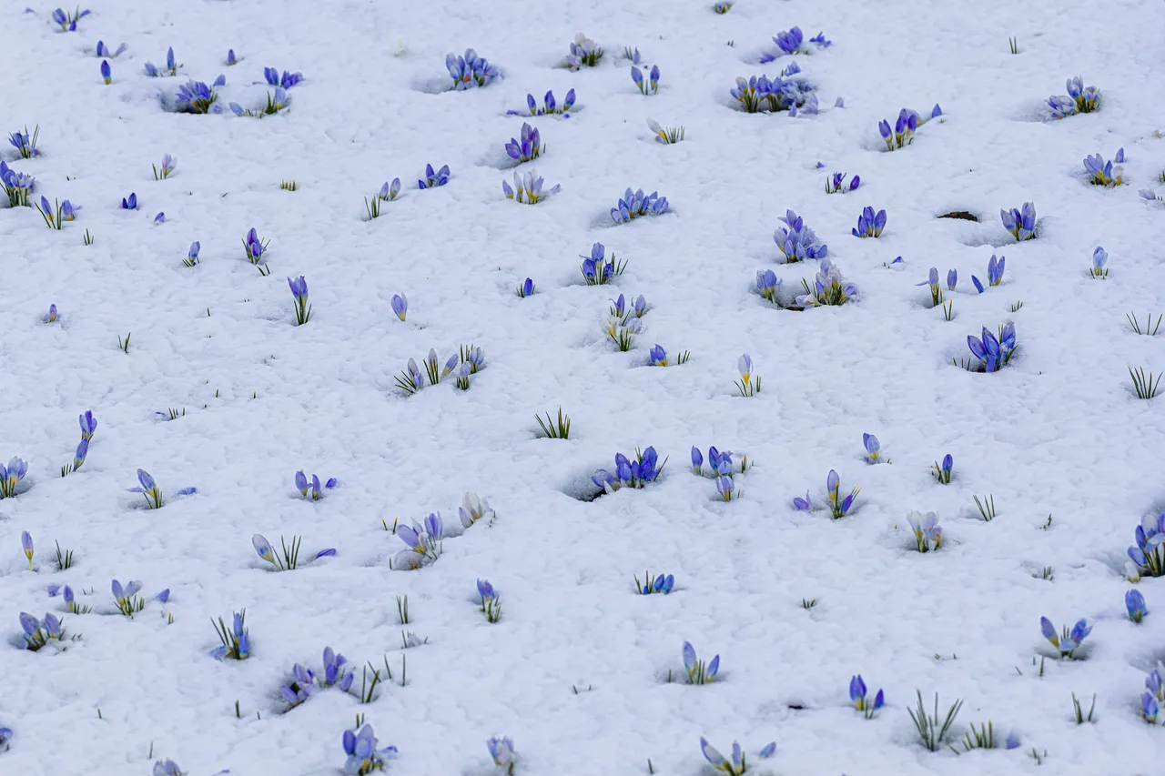 Baharın müjdecisi kar çiçekleri beyaz örtünün altında kaldı
