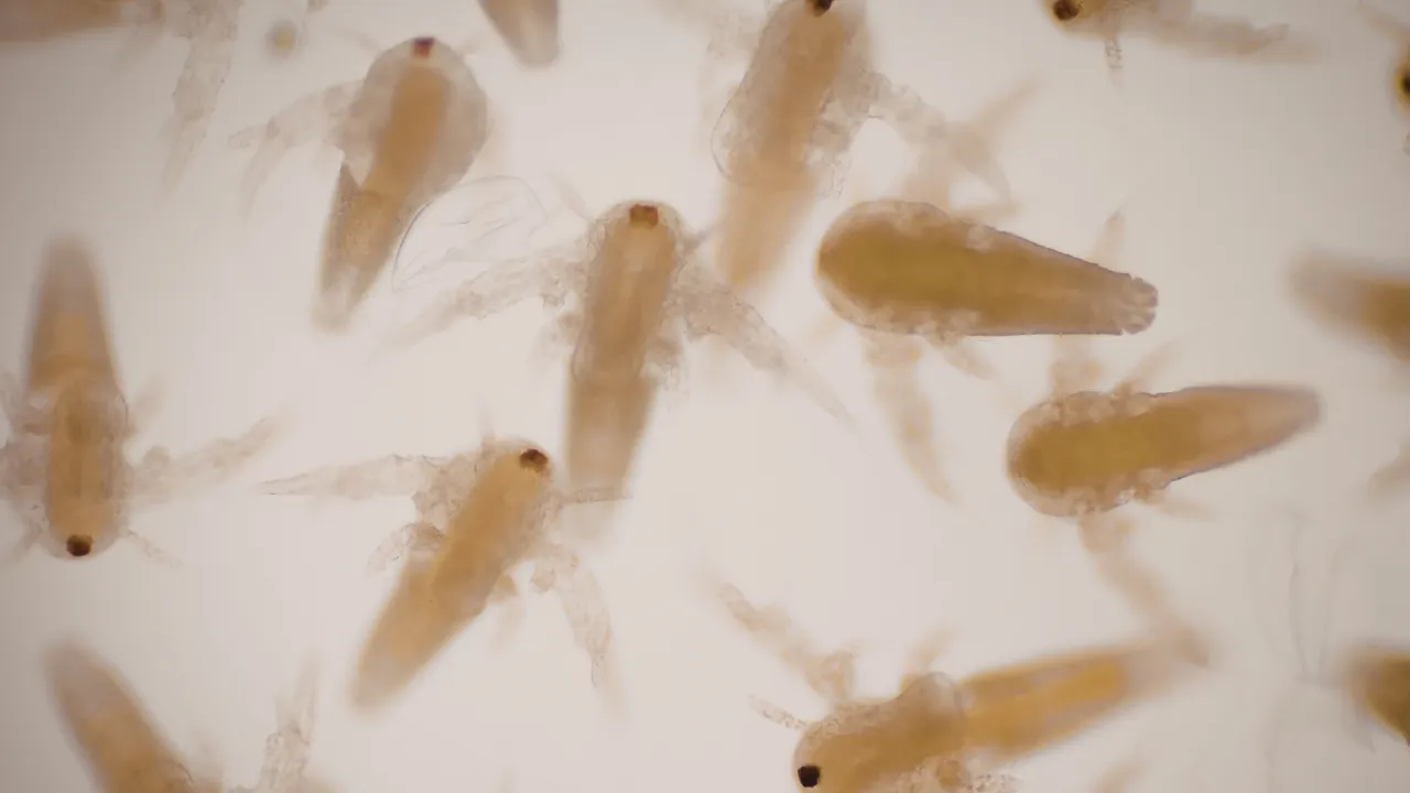 Basit bir grip sandı, gerçek hapşırınca ortaya çıktı! Burnundan çıkanlar doktorları bile şaşkına çevirdi