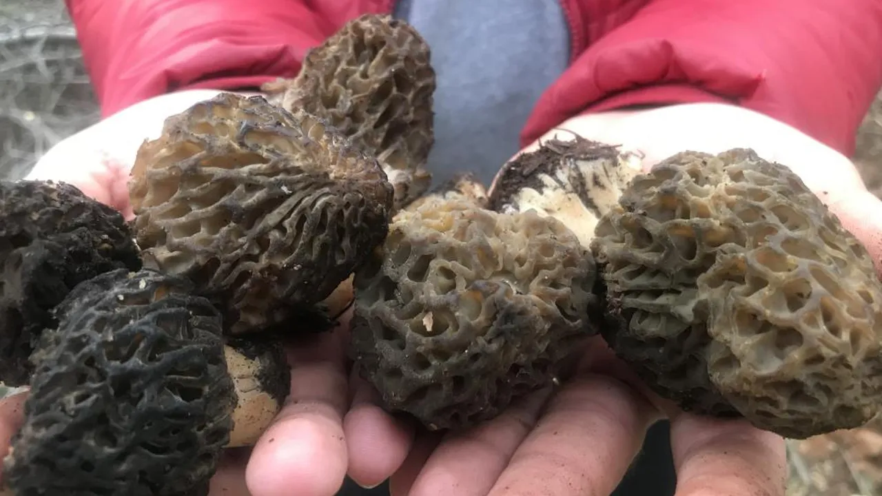 Doğada kendiliğinden yetişiyor, kilosu 1500 liradan satılıyor