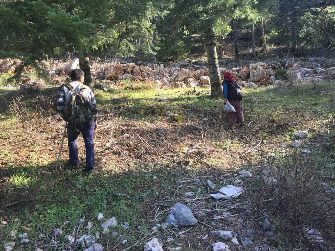 Kuzugöbeği mantarı arayan yöre halkı